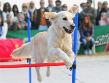 Sport e Cultura a 4 Zampe 2013