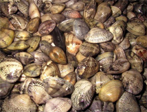 Notte Magica delle Vongole 2014 a Cattolica