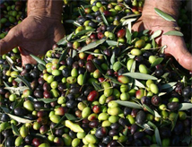28esima Fiera dell'Oliva e dei Prodotti Autunnali di Coriano
