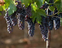Fiera del Sangiovese
