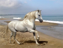 A Cavallo del Mare