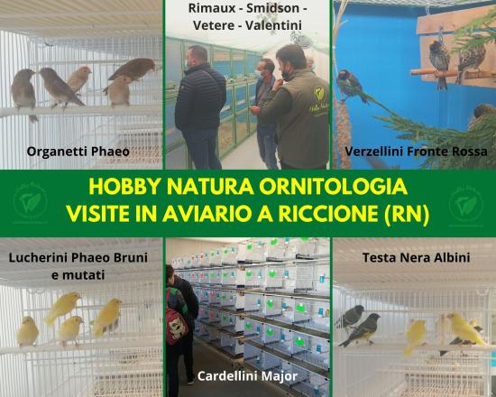 Vendita e Disponibilità di uccelli 2023 nel nostro Aviario a Riccione (RN)