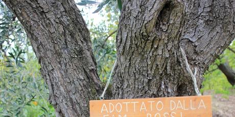 albergoilgiardino en adopts-an-olive-tree-in-the-gargano 007