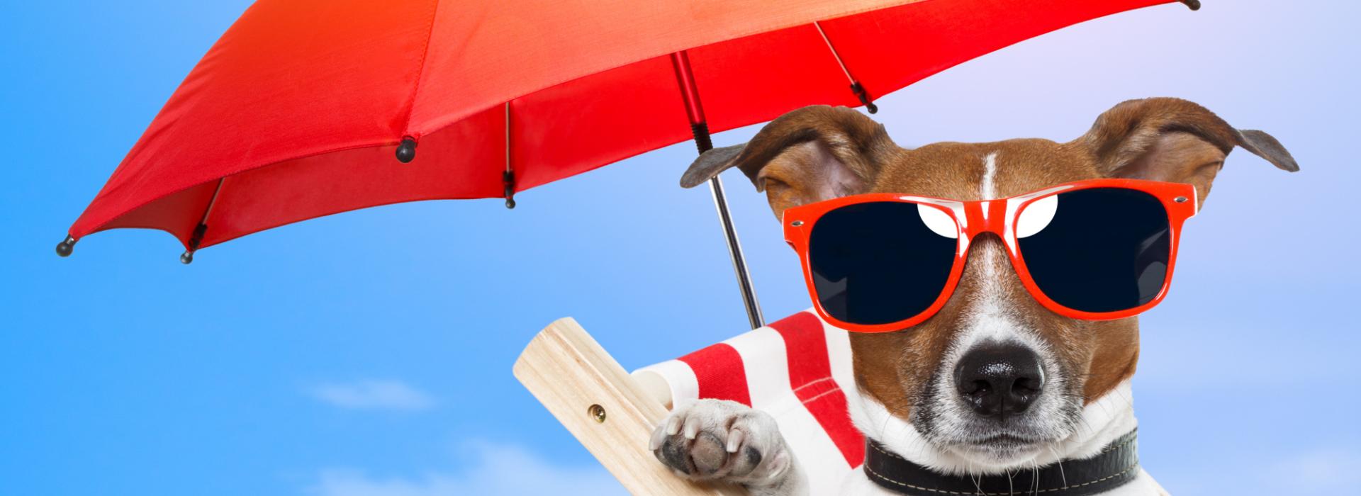 Summer under the umbrella with your dog