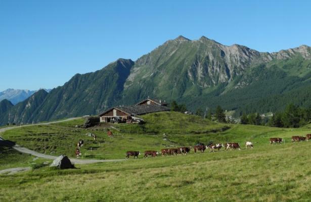 hotellaiglon.abc-vacanze en offer-walking-eating-among-farmhouses-and-refuges-in-val-d-ayas 024