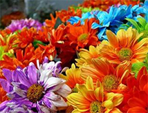 45esima edizione di Cattolica in Fiore