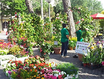 Edizione 2017 a Rimini di Marina Centro in fiore