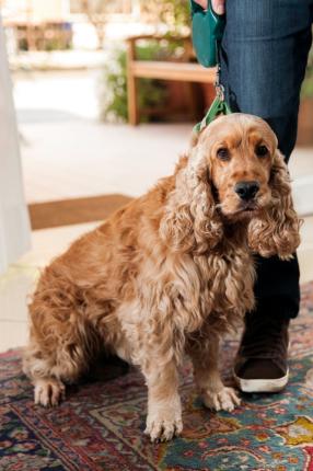 Cocker spaniel with green leash on colorful rug.