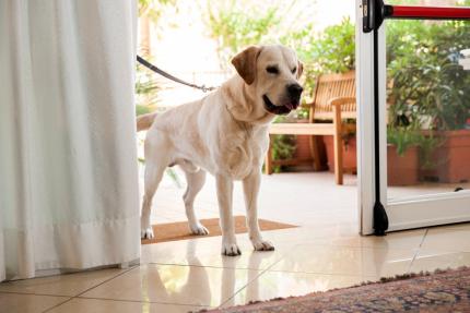 Labrador dog enters a bright room with plants.