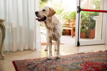 Labrador dog indoors, near an open door.