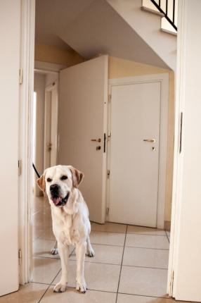 White dog in hallway with open doors and stairs.