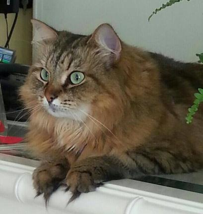 Long-haired cat with green eyes on a table.