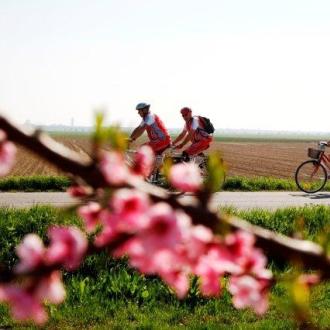 Ciclisti pedalano su una strada di campagna, fiori rosa in primo piano.