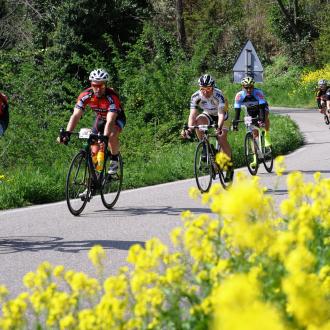 Ciclisti in gara su strada circondata da fiori gialli.