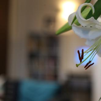 Un giglio bianco in primo piano con sfondo sfocato.