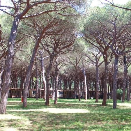 Pine forest with mobile homes and caravans in nature.
