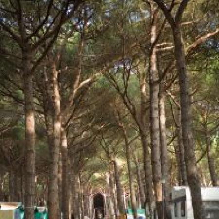 Campsite among pines with caravans along the path.