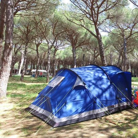 Blue tent in a pine forest, summer camping.