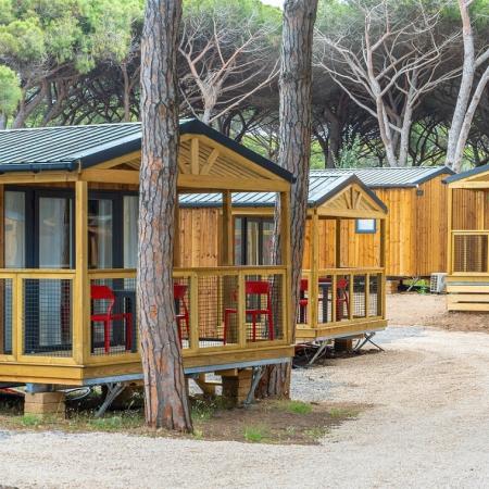 Wooden bungalows nestled in nature, surrounded by pine trees.