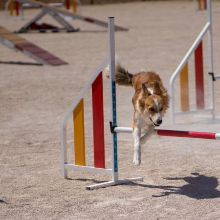 Dog jumps hurdle in agility competition.
