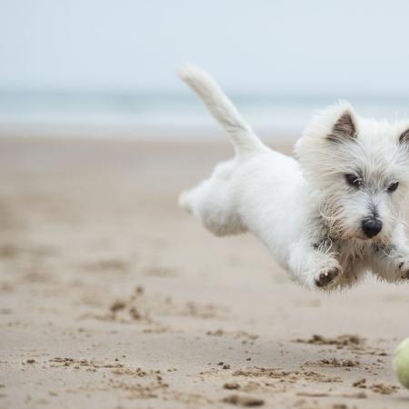 White dog runs on the beach towards a ball.
