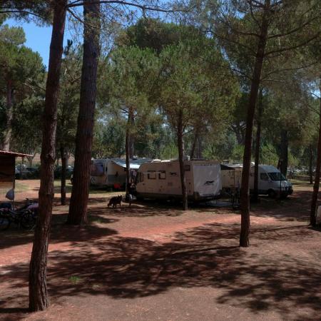 Campers parked in a shaded wooded area.