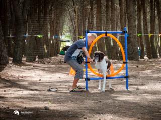 Enfant et chien jouent dans les bois avec un obstacle orange.