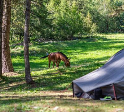 Tenda da campeggio in una foresta con un cavallo che pascola nelle vicinanze.