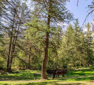 Cavallo che pascola in una foresta alpina sotto un cielo sereno.