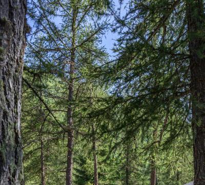 Campeggio nella foresta con tenda e vestiti stesi ad asciugare.