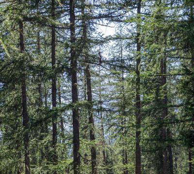 Campeggio in una foresta con molte tende tra gli alberi.