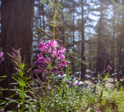 Fiore viola in una foresta con luce solare filtrata.