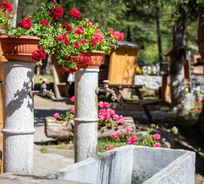 Fontane con fiori rossi in un giardino soleggiato.