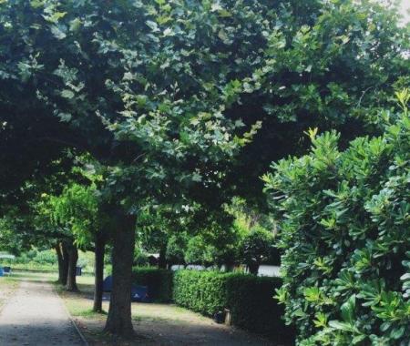 Shady path with trees and bushes, scattered leaves on the ground.