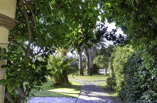 Sentiero nel giardino con palme e arbusti verdi.