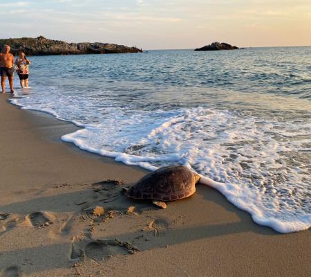 Schildkröte am Strand bei Sonnenuntergang, Menschen beobachten.