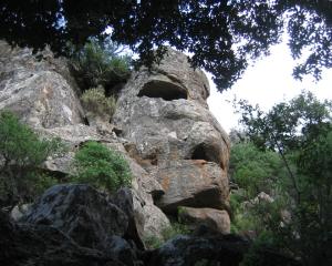 Roccia somigliante a un volto umano tra gli alberi.