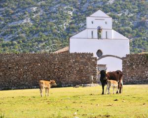 Mucche al pascolo davanti a una chiesa bianca in campagna.