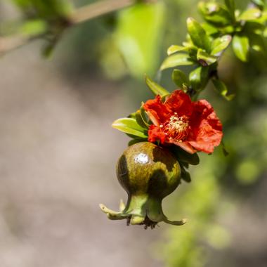 Fiore e frutto di melograno su ramo verde.