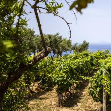 Vigneto con vista mare e cielo limpido.