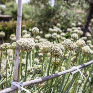 Fiori di cipolla in un giardino soleggiato.