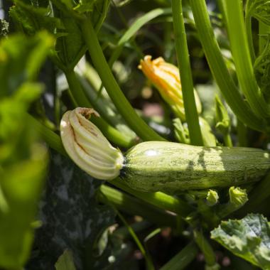 Zucchina verde con fiori gialli in un orto soleggiato.