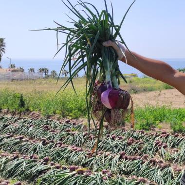 Uomo mostra cipolle raccolte in campo vicino al mare.