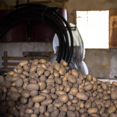 Patate ammassate in un magazzino rustico.