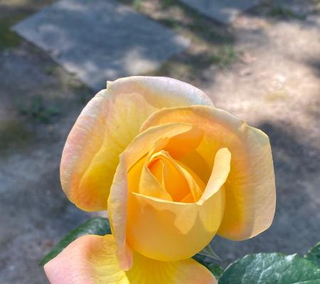 Delicate yellow and pink rose, vibrant and bright, in a sunny garden.