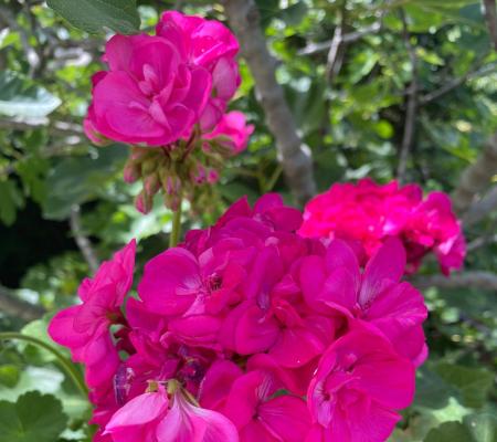 Bright fuchsia geraniums, green leaves, summer sun, lively and joyful atmosphere.