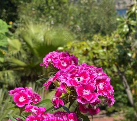 Vibrant pink flowers shine in the sun in a lush garden.