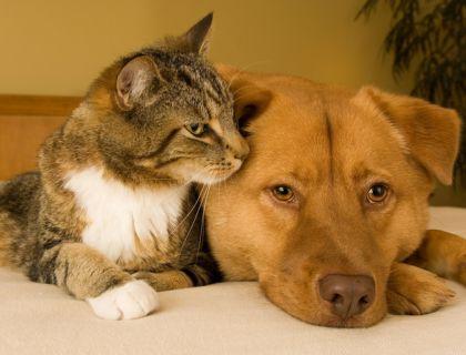 Gatto e cane abbracciati, trasmettono amore e serenità.
