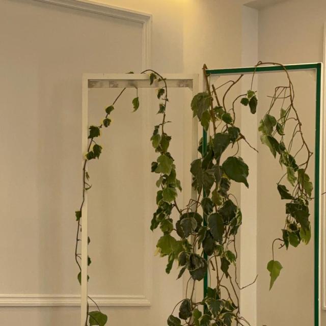 Eleganti piante in vaso decorano un ambiente raffinato e accogliente.