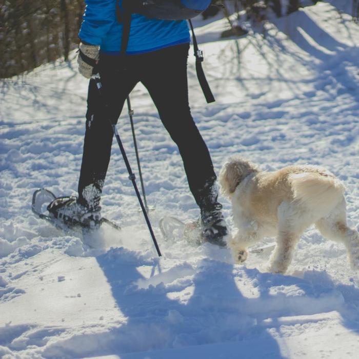 Person snowshoeing with a joyful dog in a winter landscape.
